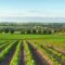 Agricultural Loans Europe: Powering Sustainable Farm Growth and Innovation